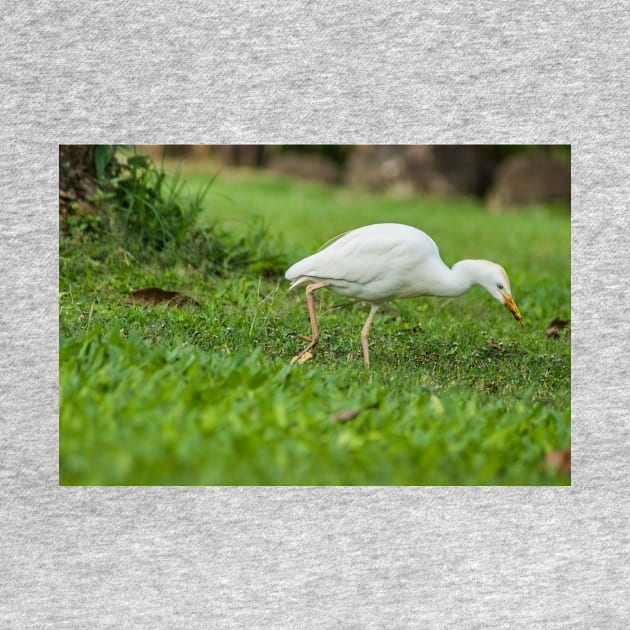 Cattle Egret 3 by KensLensDesigns